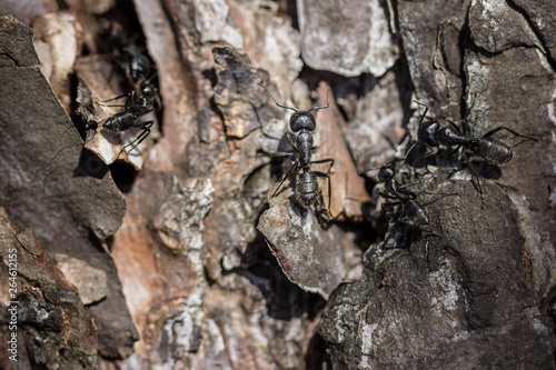 lasius ants on a dead tree branch wokring in team photo