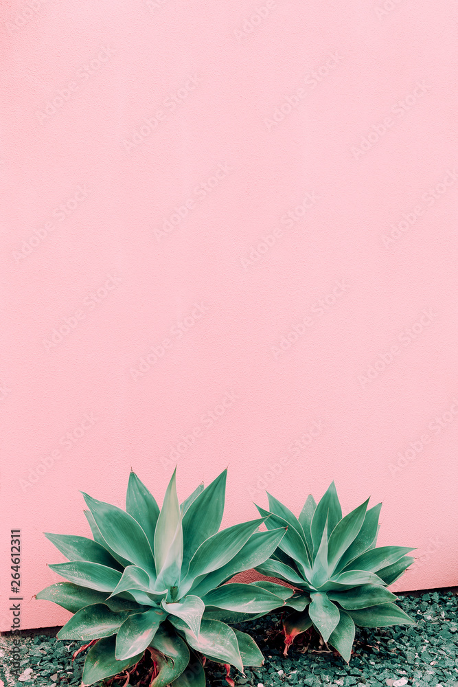 Plants on pink concept. Aloe on pink wall background. Canary island Plants on pink concept. Aloe on pink wall background. Canary island