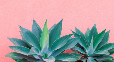 Gordijnen Cactus Aloë vera op roze muur  © Porechenskaya