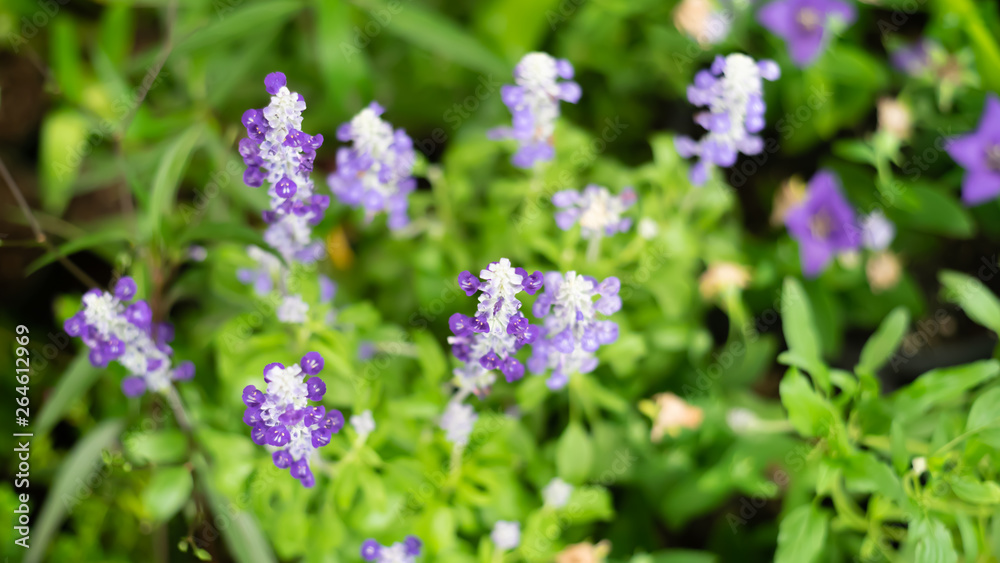 White and purple flower , forget me not flower.