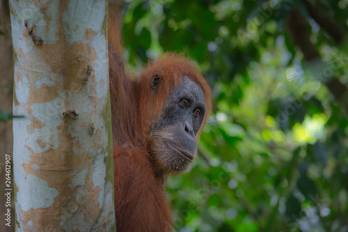 orangutanes en la selva de Sumatra photo