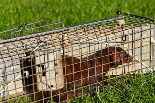 American mink with brown fur is a semiaquatic predator of fish caught in a humane release trap in Toronto photo