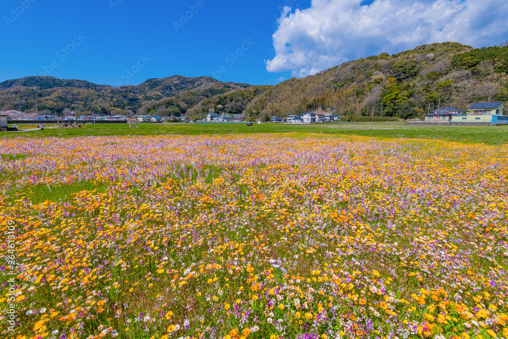 静岡県賀茂郡松崎町　田んぼを使った花畑