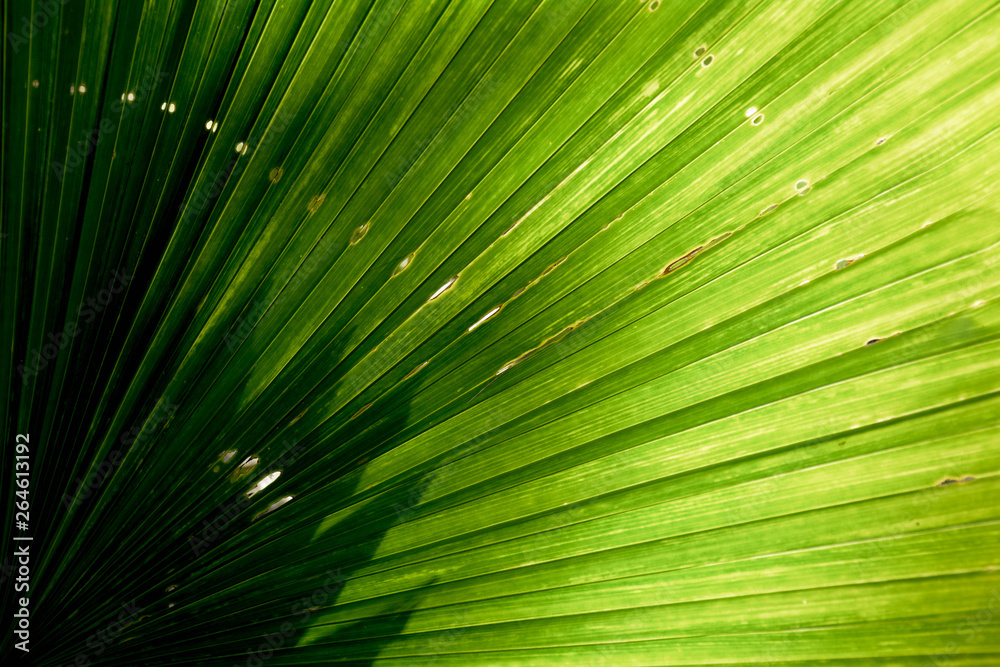 Fototapeta premium Lines and textures of Green Palm leaves