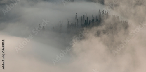 Among swirling fog stands forest