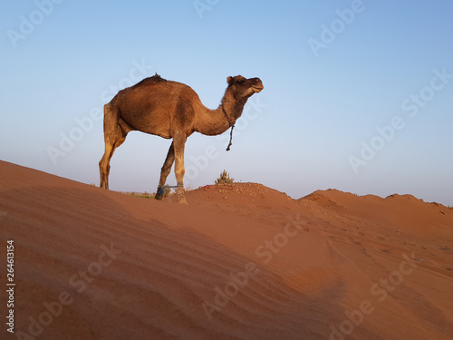 Camel on the dunes
