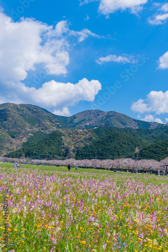 田んぼをつかった花畑と桜並木 静岡県賀茂郡松崎町