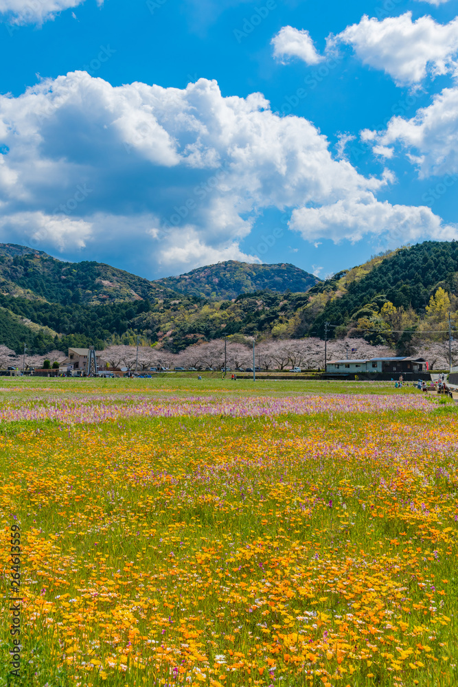 Obraz premium 田んぼをつかった花畑と桜 静岡県賀茂郡松崎町
