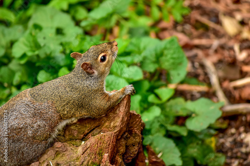 Eastern Gray Squirrel on a Stump