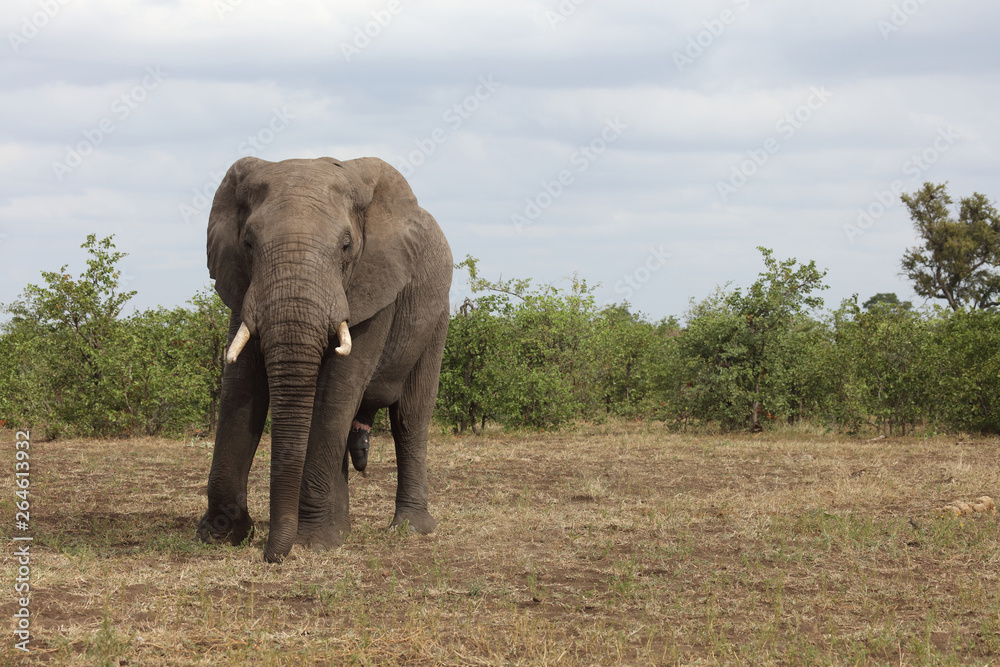 Afrikanischer Elefant / African elephant / Loxodonta africana