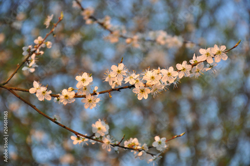 Der Frühling ist da, es grünt und blüht die Wildkirsche photo