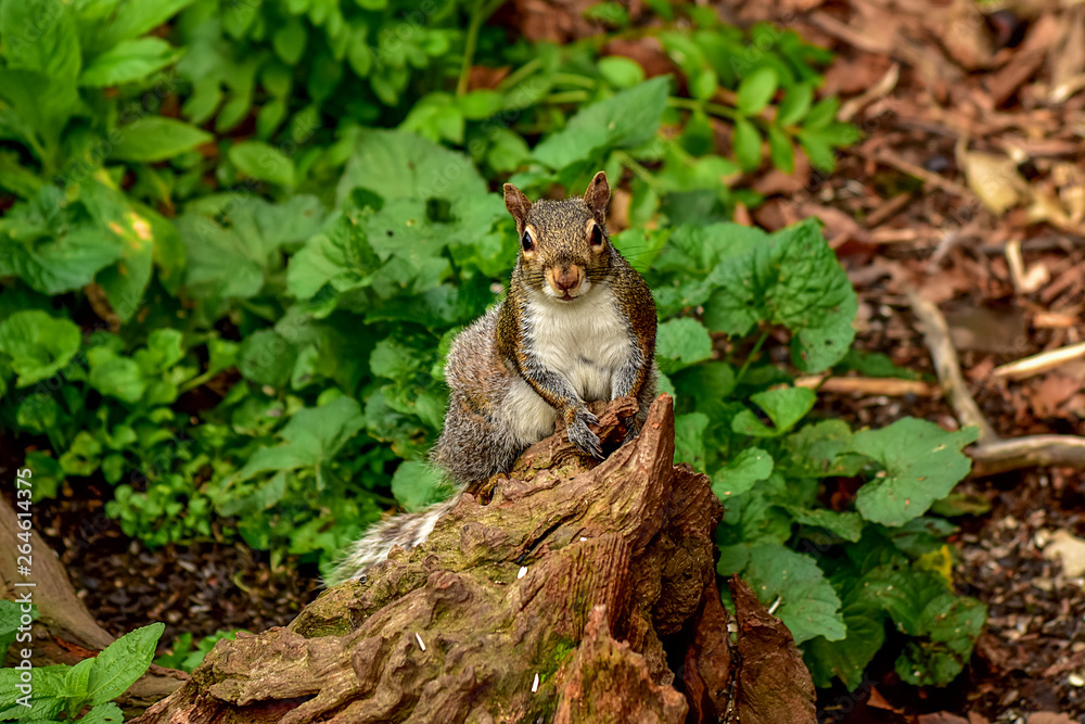 Eastern Gray Squirrel on a Stump Eastern Gray Squirrel on a Stump