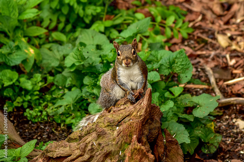 Eastern Gray Squirrel on a Stump