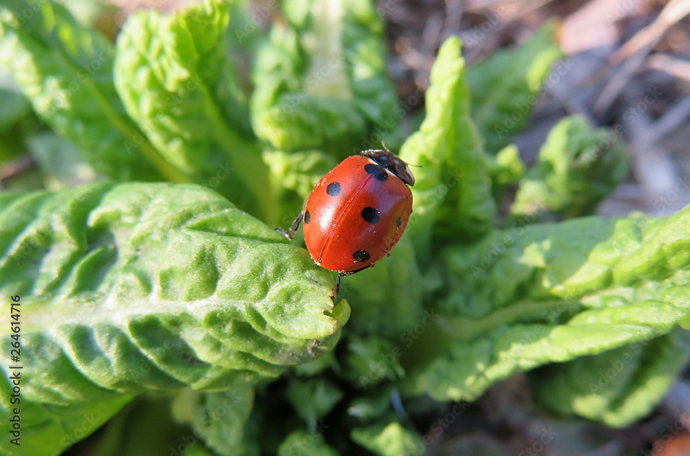 Ladybug on primula leaves in the garden in spring, closeup Ladybug on primula leaves in the garden in spring, closeup