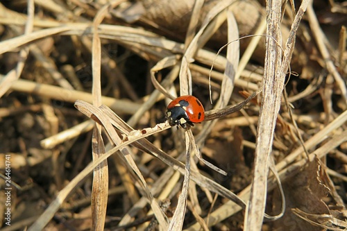 Ladybug sitting on dry grass in autumn garden