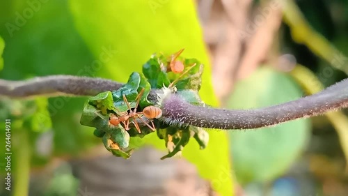 Red ants find food in the daytime.1