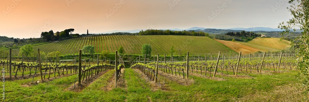 Beautiful rows of young green vineyards near Mercatale Val di Pesa (Florence) in spring season. Tuscany, Italy.