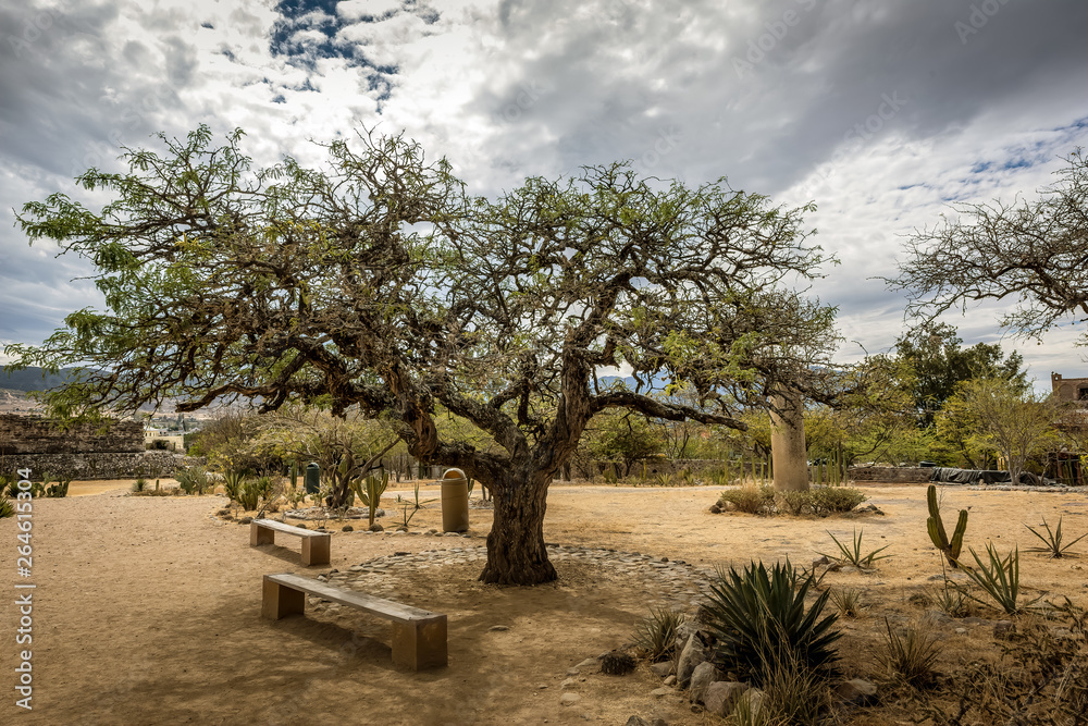 Beautiful tree in the garden of the archeological site of Mitla, Oaxaca, Mexico