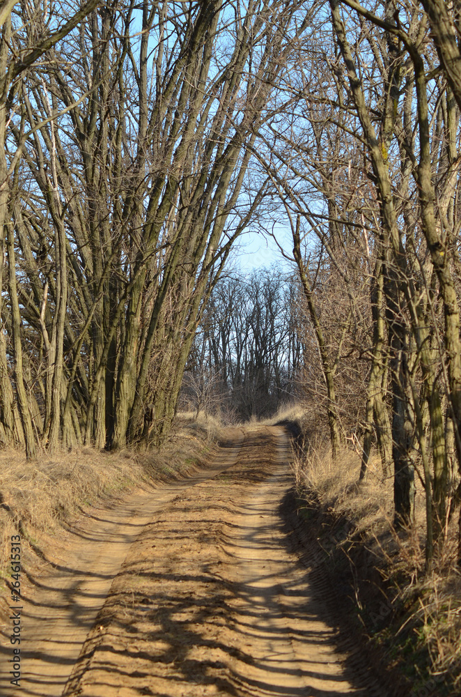morning in the forest