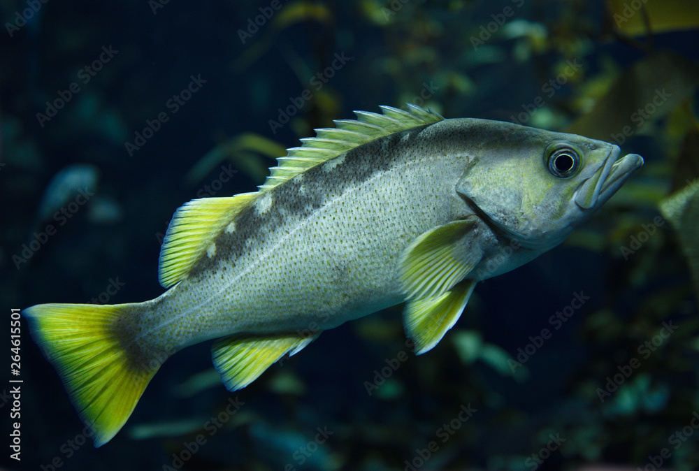Yellowtail Rockfish with yellow fins fish in kelp forest of the North American coast Pacific ocean Yellowtail Rockfish with yellow fins fish in kelp forest of the North American coast Pacific ocean