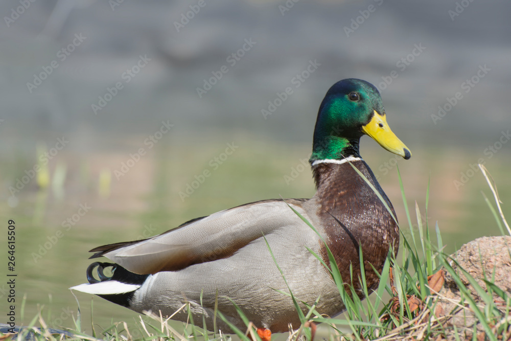 Fototapeta premium Duck drake on the shore of the pond. The sun is brightly shining.