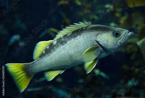 Yellowtail Rockfish with yellow fins fish in kelp forest of the North American coast Pacific ocean