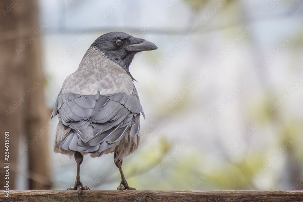 Fototapeta premium A gray crow (Corvus cornix) sits on a tree branch.