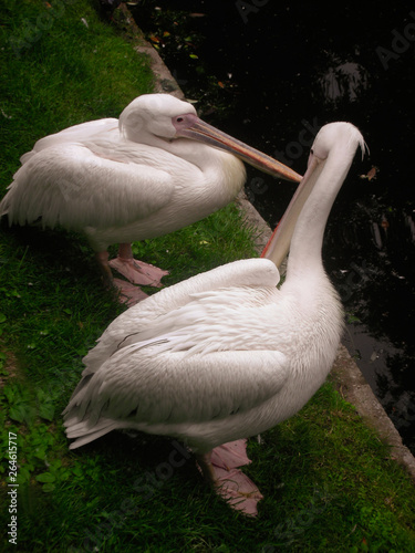 Two white pelican sit on the beach with green grass near the pond. photo