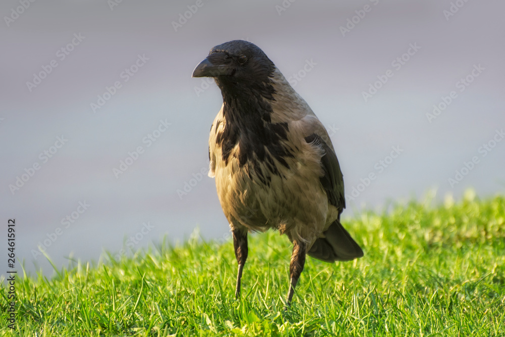 Obraz premium Crow, Corvus monedula, single bird on a meadow.