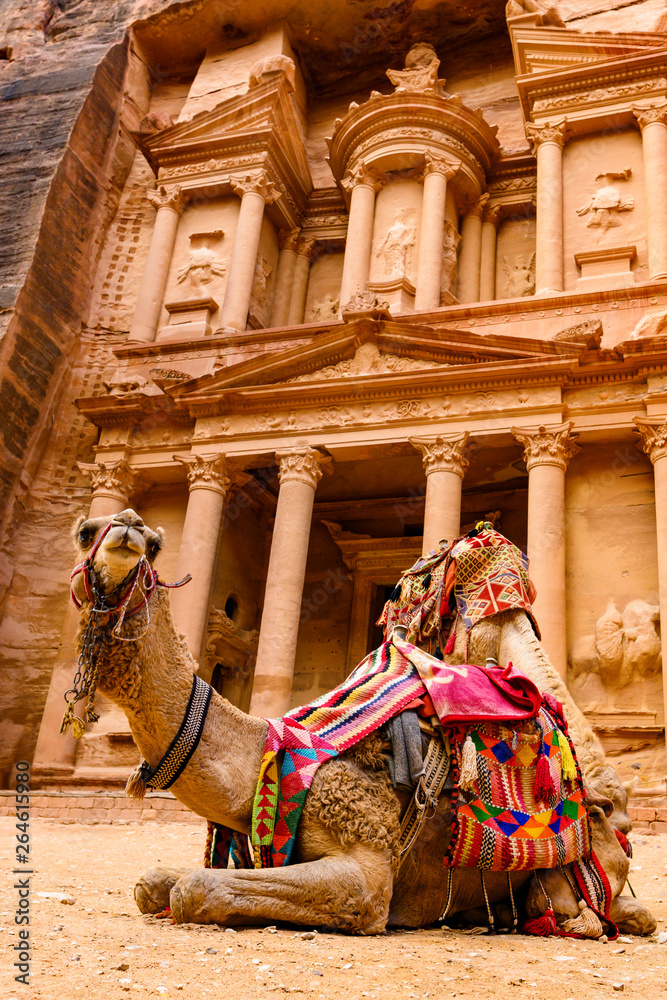 Spectacular view of two beautiful camels in front of Al Khazneh (The Treasury) in Petra. Petra is a historical and archaeological city in southern Jordan.