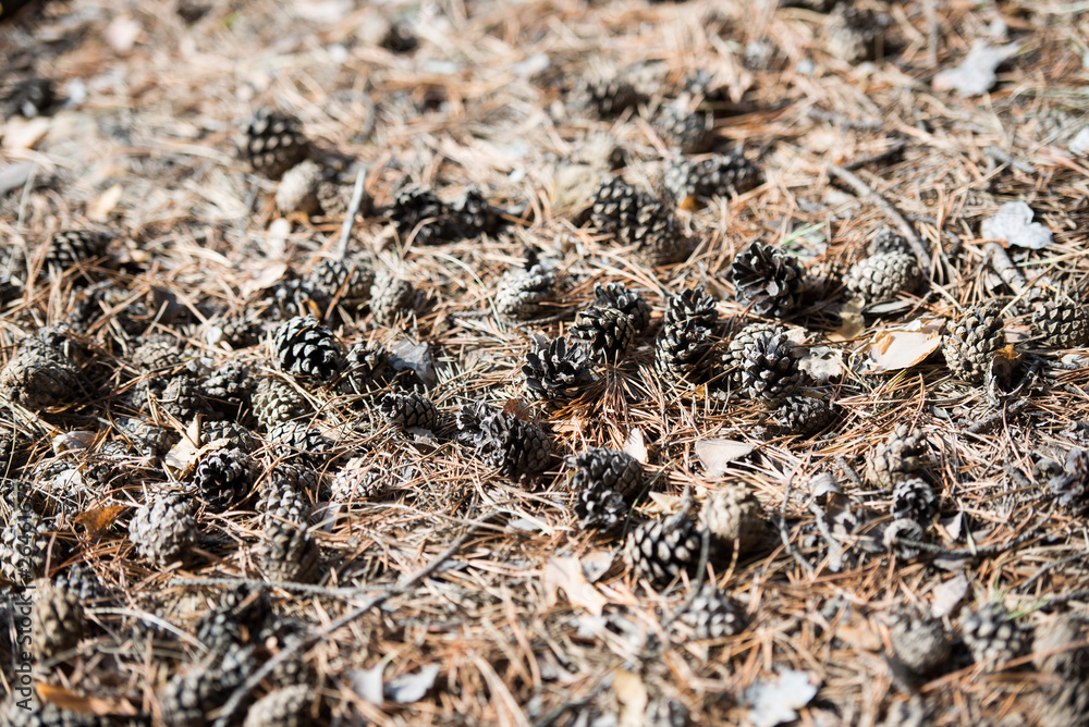 pine cones, a layer of cones on the ground, a heap of cones without seeds, dry cones on a pile pine cones, a layer of cones on the ground, a heap of cones without seeds, dry cones on a pile