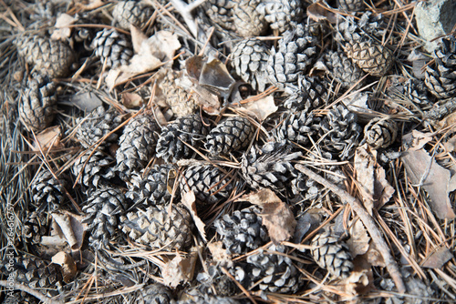 pine cones, a layer of cones on the ground, a heap of cones without seeds, dry cones on a pile