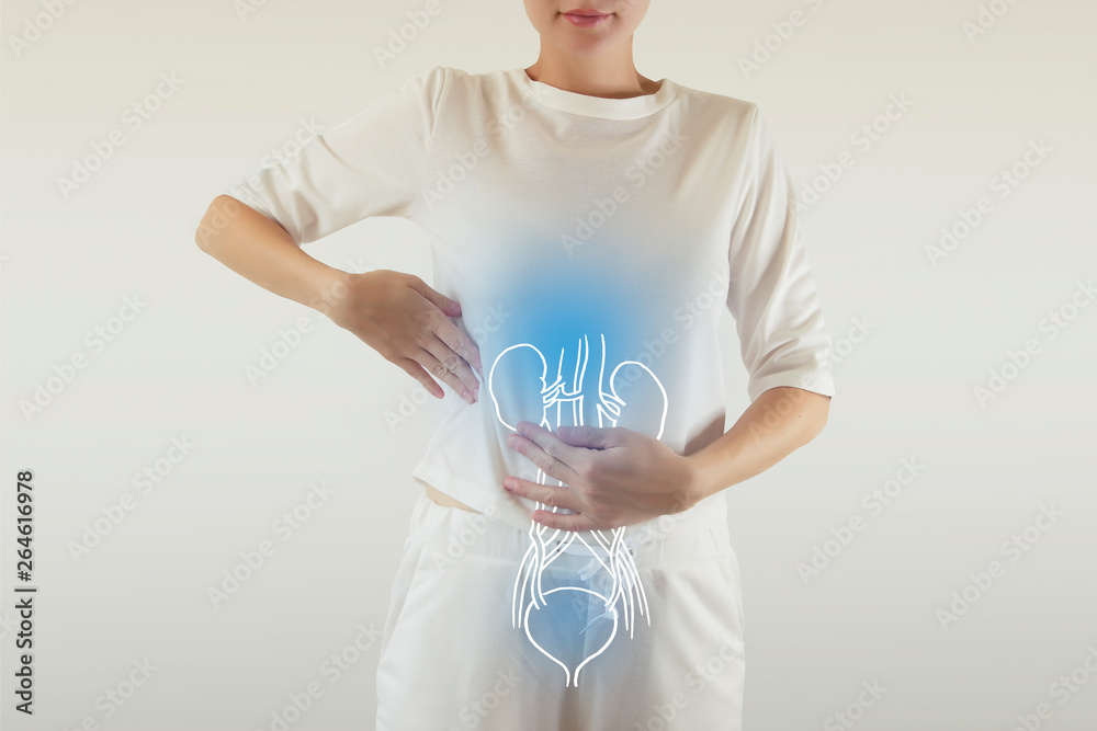 Human Female Kidney and bladder Anatomy - obrazy, fototapety, plakaty 