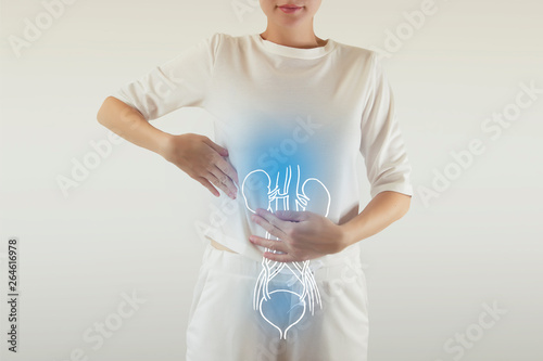Human Female Kidney and bladder Anatomy photo
