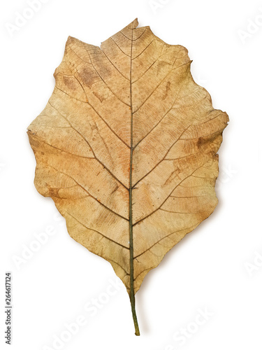 Wilted teak leaf isolated on white background