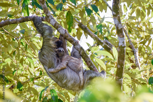 Mother sloth with baby hanging in a tree