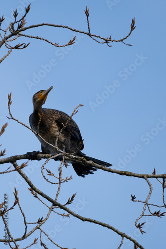 Kormoran auf einem Ast im Baum