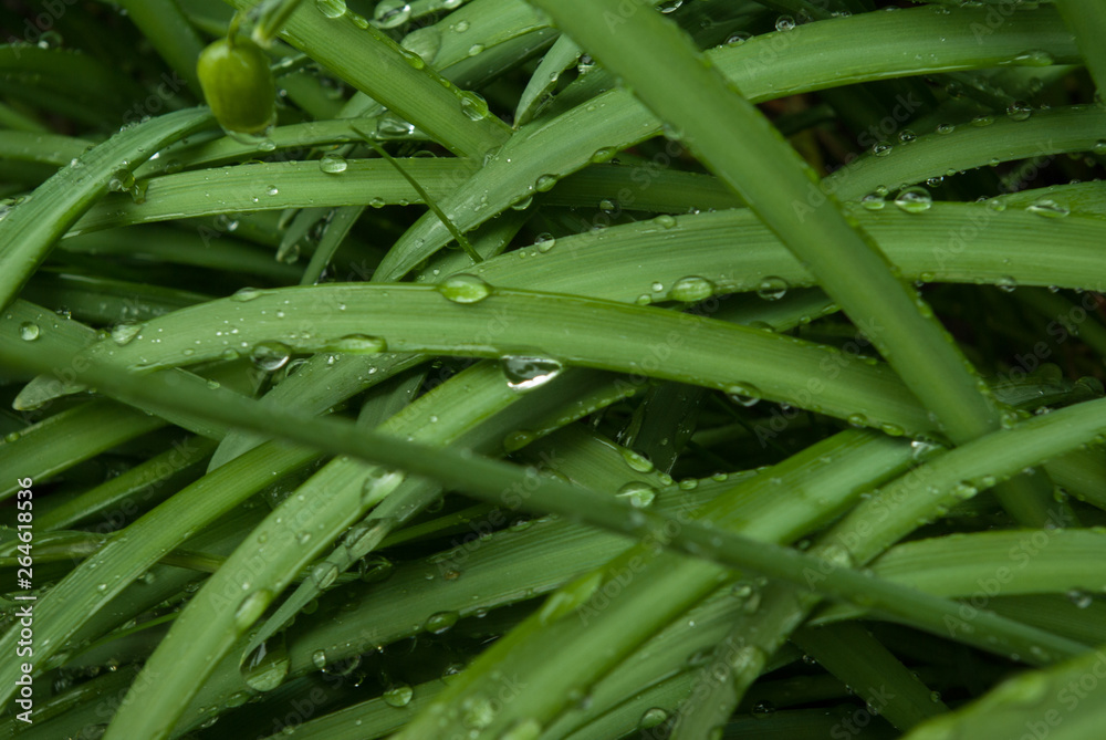 Wassertropfen auf den Blättern Wassertropfen auf den Blättern