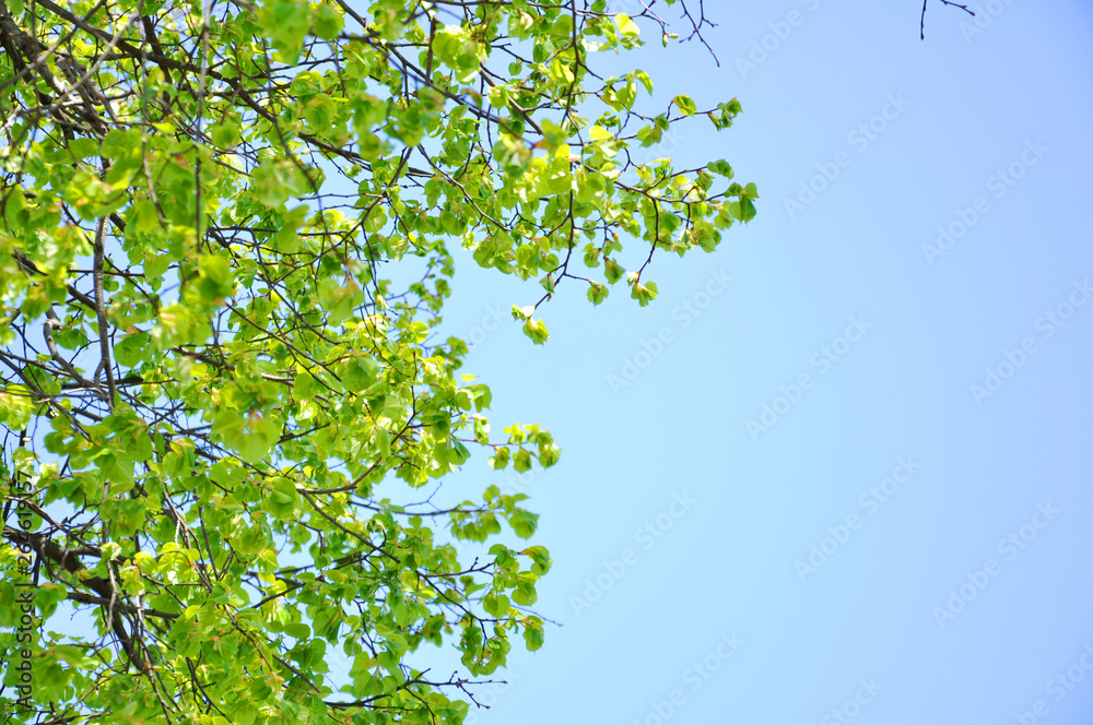 branches of a green tree against the sky branches of a green tree against the sky