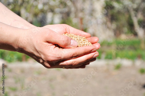 wheat grains in hands © amdre100