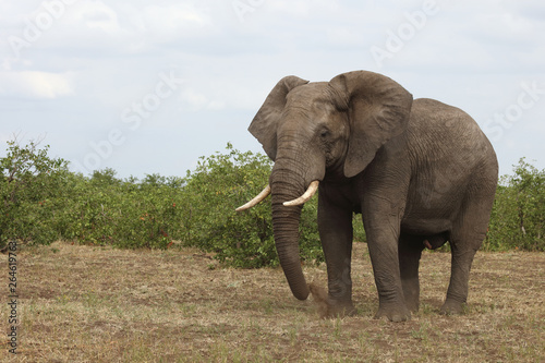 Afrikanischer Elefant   African elephant   Loxodonta africana