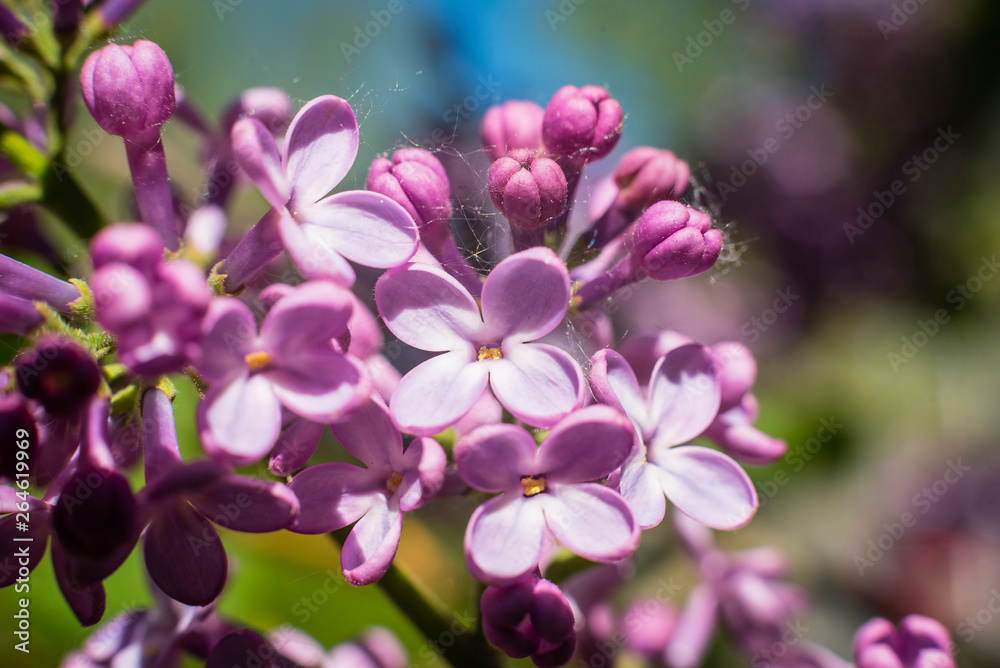 Blooming Lilac, Closeup of blooming Lilac, Macro Blooming Lilac, Closeup of blooming Lilac, Macro