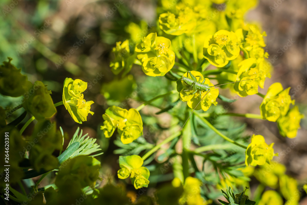 Blooming Euphorbia esula, Wolfs Milk, Yellow Blossoms, sunny, grasshopper Blooming Euphorbia esula, Wolfs Milk, Yellow Blossoms, sunny, grasshopper