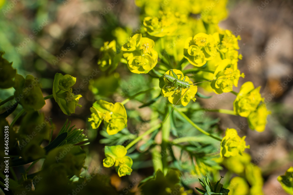 Blooming Euphorbia esula, Wolfs Milk, Yellow Blossoms, sunny, grasshopper