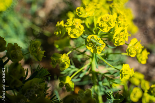 Blooming Euphorbia esula  Wolfs Milk  Yellow Blossoms  sunny  grasshopper