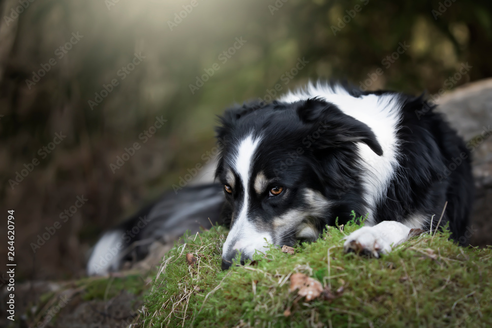 Hund liegend im Wald auf Moos