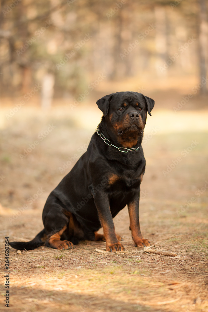 dog breed Rottweiler on a walk beautiful portrait dog breed Rottweiler on a walk beautiful portrait