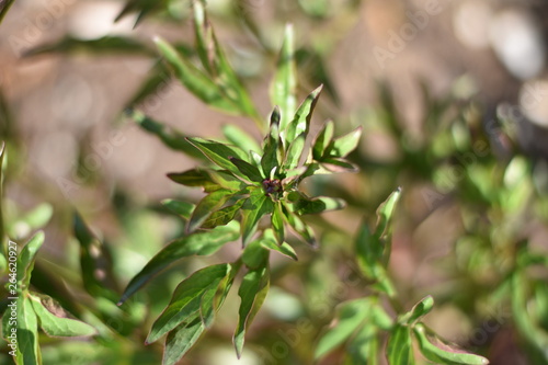 Kleine Knospe einer Pfingstrose (Paeonia)