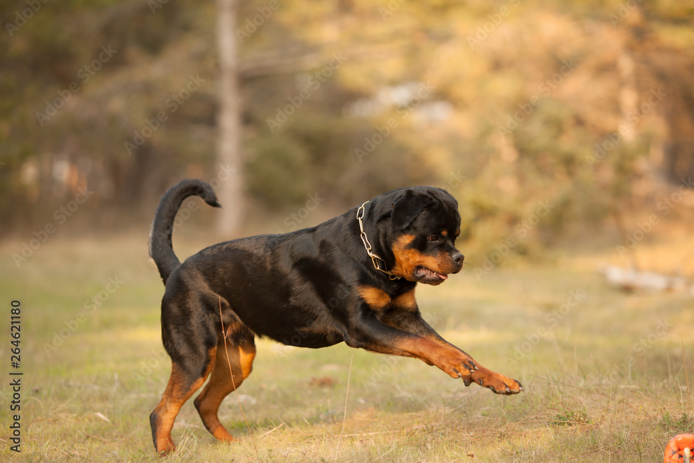 dog breed Rottweiler for a walk jumping and running dog breed Rottweiler for a walk jumping and running