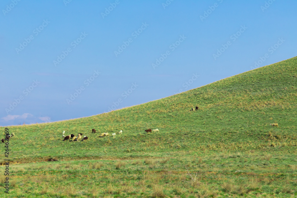 Fototapeta premium Flock of sheep grazing on the slope of a large green hill